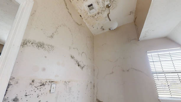 Environmental Consulting for Mold Prevention in Navarre, FL