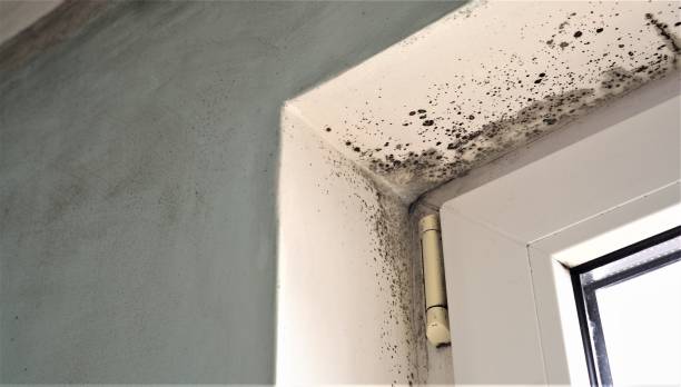 Navarre, FL Mold Removal Company