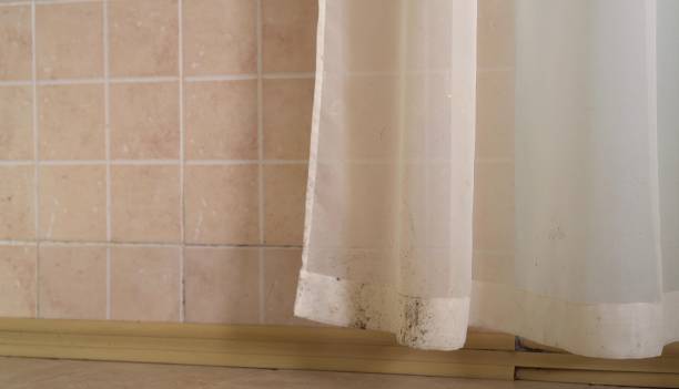 Best Attic Mold Removal  in Navarre, FL