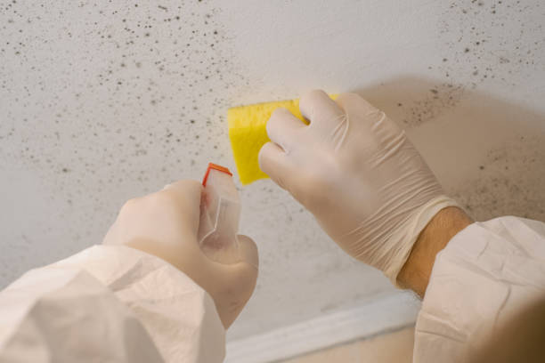 Forensic Mold Investigation in Navarre, FL