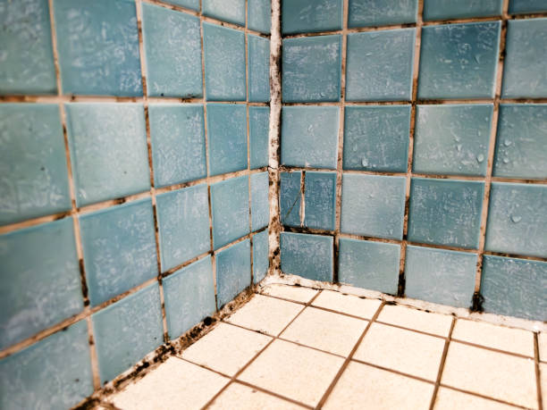 Best Mold Prevention Services  in Navarre, FL