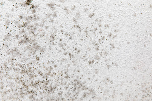 Best HVAC Mold Inspection and Cleaning  in Navarre, FL