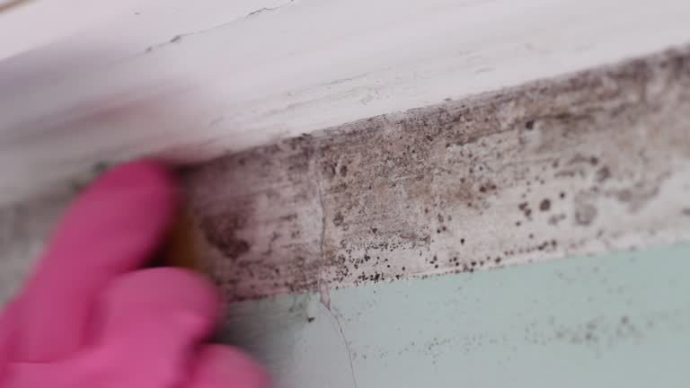 Best Comprehensive Air Testing for Mold Contaminants  in Navarre, FL